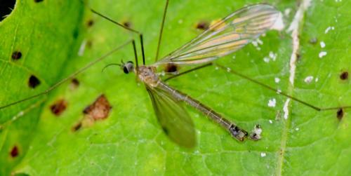 Austrolimnophila sp.